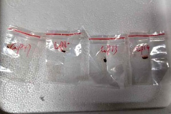 Fungus samples confiscated from Chinese nationals in USA