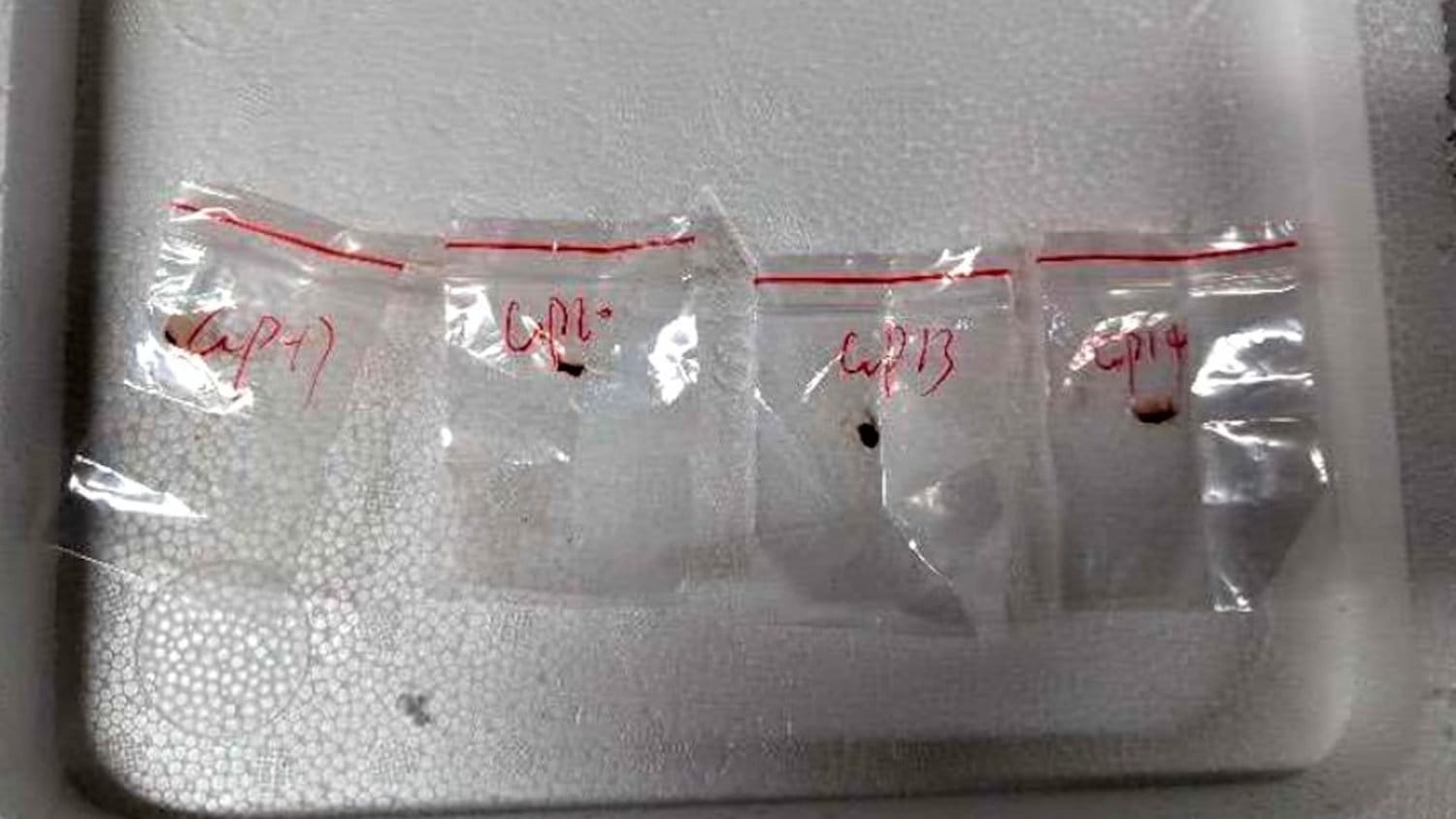 Fungus samples confiscated from Chinese nationals in USA