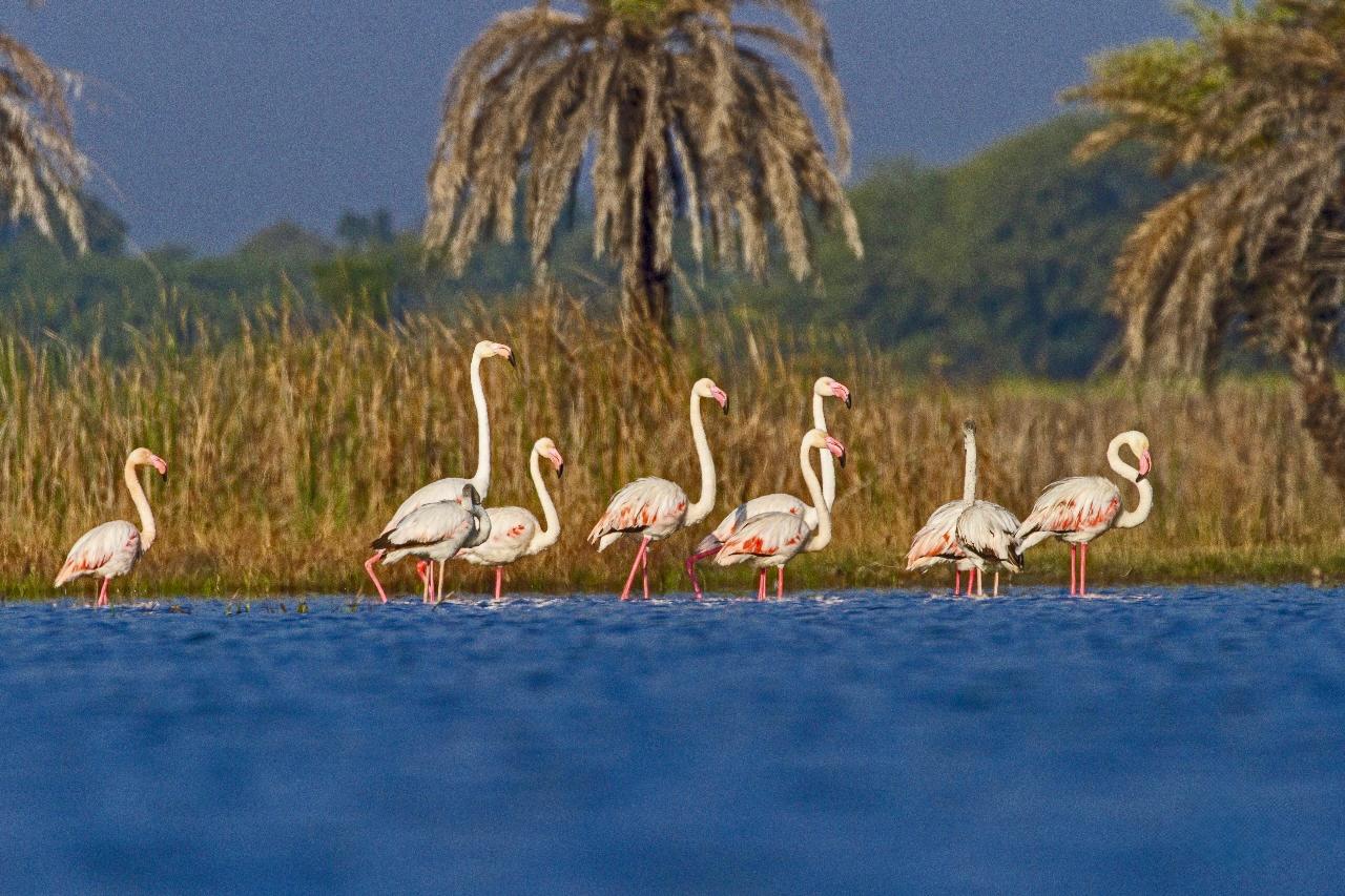 New Ramsar site in Rajasthan invites Flamingos