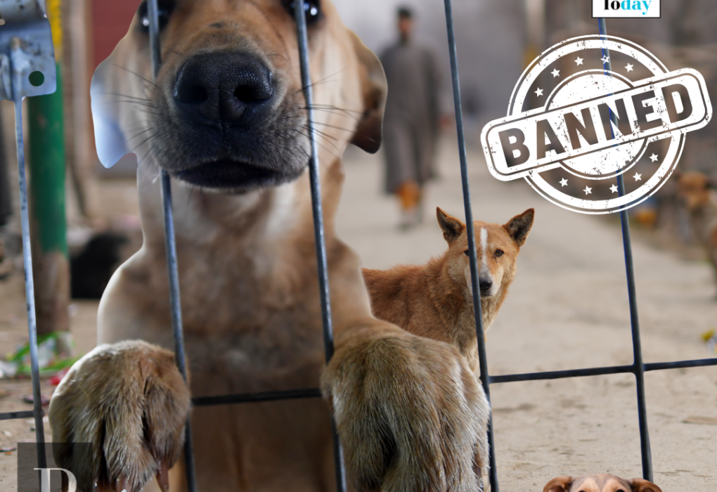 Dogs in cage caught by MCD after supreme court order