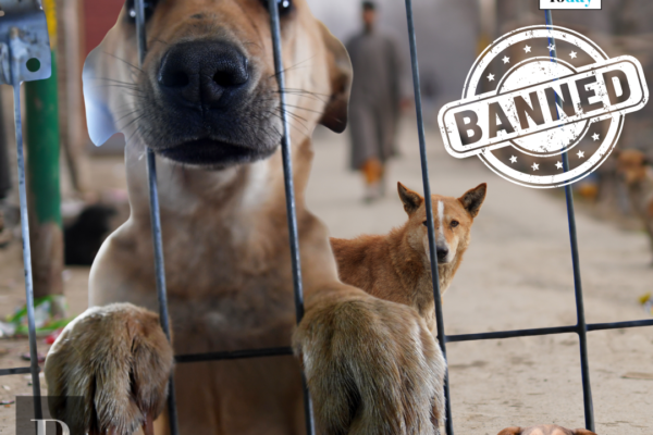 Dogs in cage caught by MCD after supreme court order