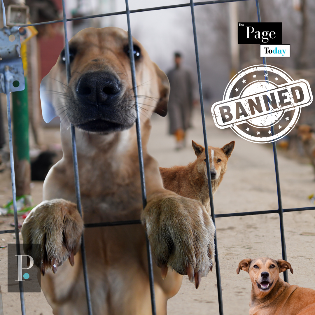 Dogs in cage caught by MCD after supreme court order