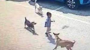 Dogs mauled a 2 year old