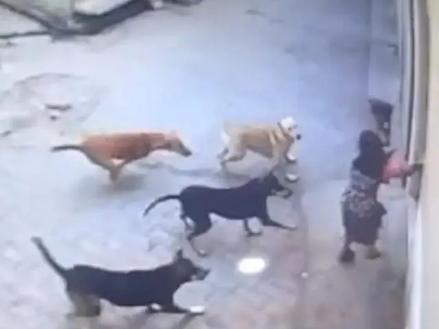 stay dogs attacked a 9 year old girl